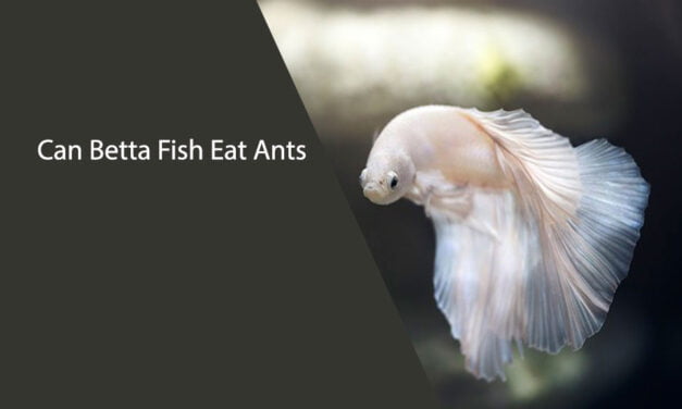 Can Betta Fish Eat Ants