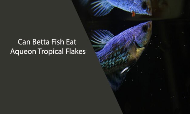 Can Betta Fish Eat Aqueon Tropical Flakes