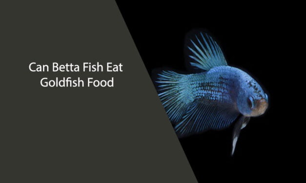 Can Betta Fish Eat Goldfish Food