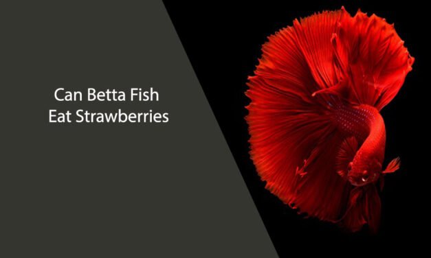 Can Betta Fish Eat Strawberries