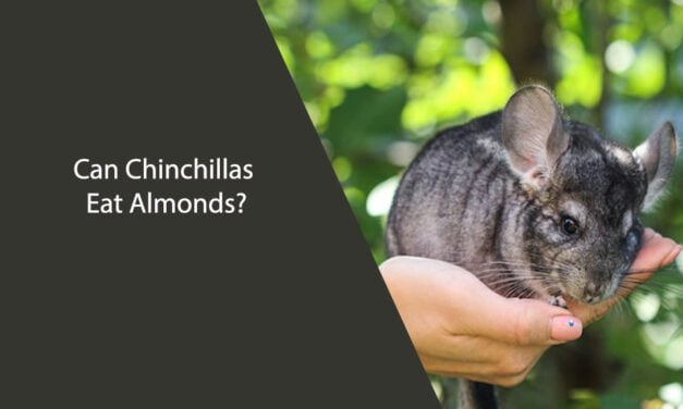 Can Chinchillas Eat Almonds?