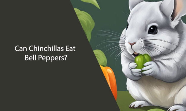 Can Chinchillas Eat Bell Peppers?