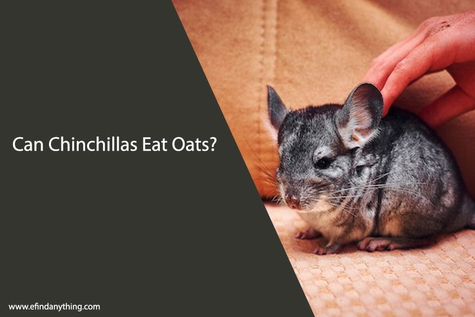 Can Chinchillas Eat Oats?