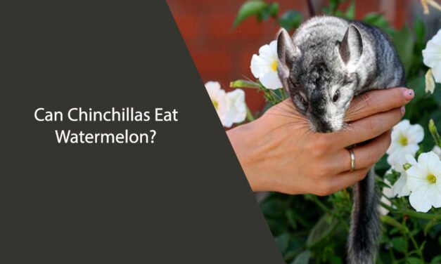 Can Chinchillas Eat Watermelon?