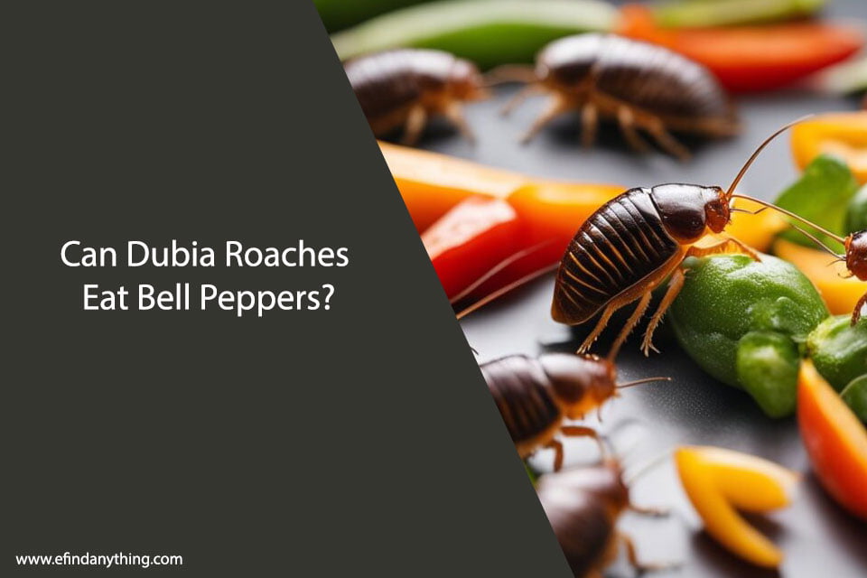 Can Dubia Roaches Eat Bell Peppers?