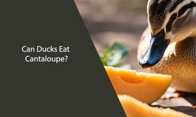 Can Ducks Eat Cantaloupe?