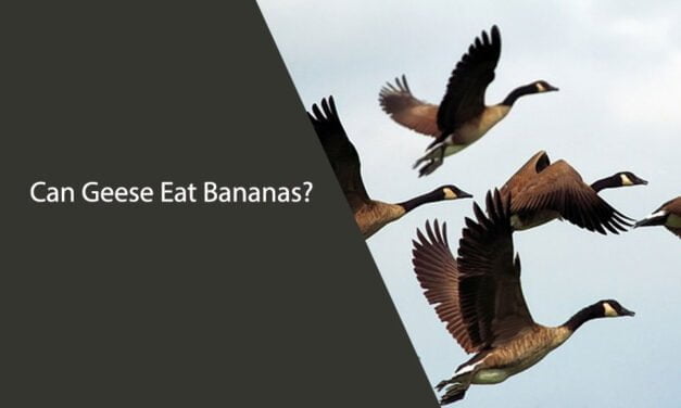 Can Geese Eat Bananas? A Comprehensive Guide