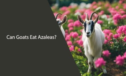 Can Goats Eat Azaleas?