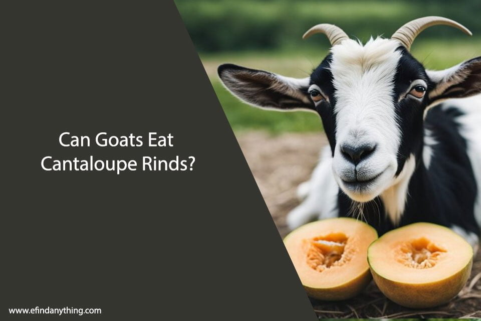 Can Goats Eat Cantaloupe Rinds?