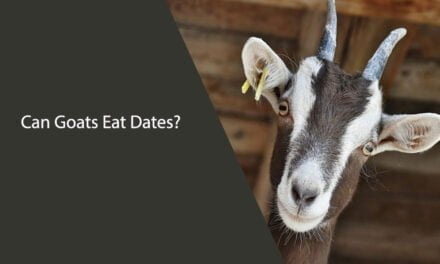 Can Goats Eat Dates?