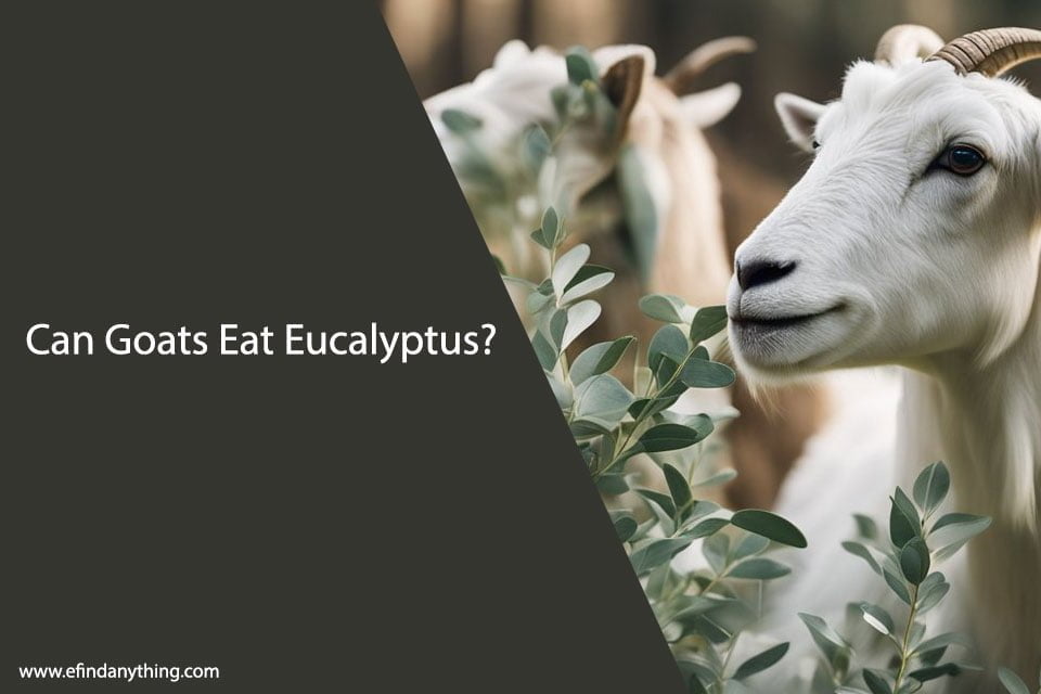 Can Goats Eat Eucalyptus?