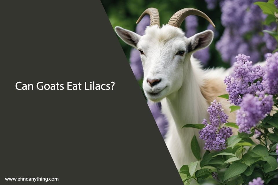 Can Goats Eat Lilacs? A Comprehensive Guide