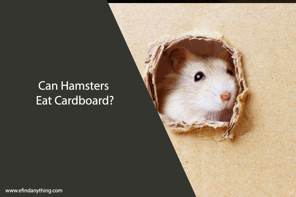 Can Hamsters Eat Cardboard