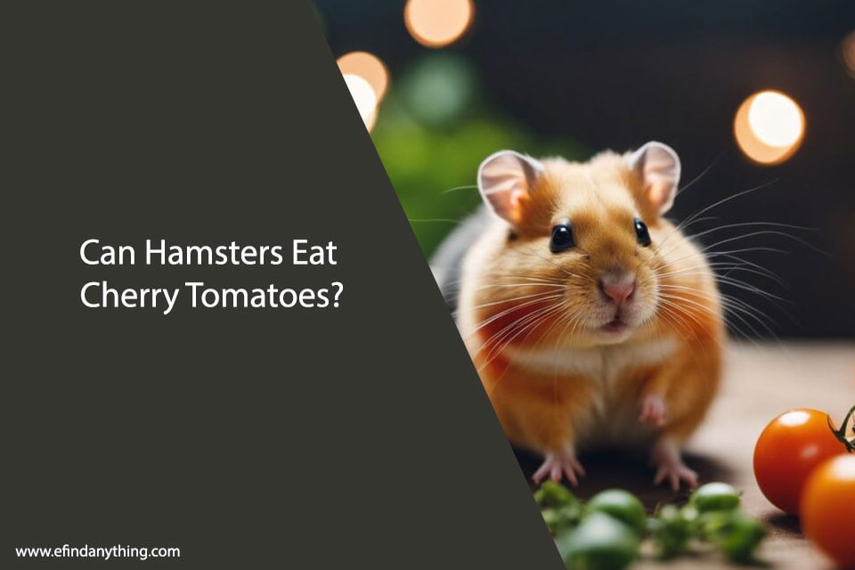 Can Hamsters Eat Cherry Tomatoes?