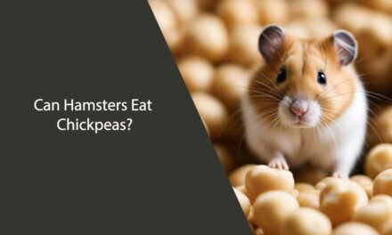 Can Hamsters Eat Chickpeas?