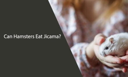 Can Hamsters Eat Jicama?