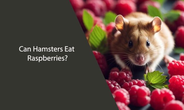 Can Hamsters Eat Raspberries?