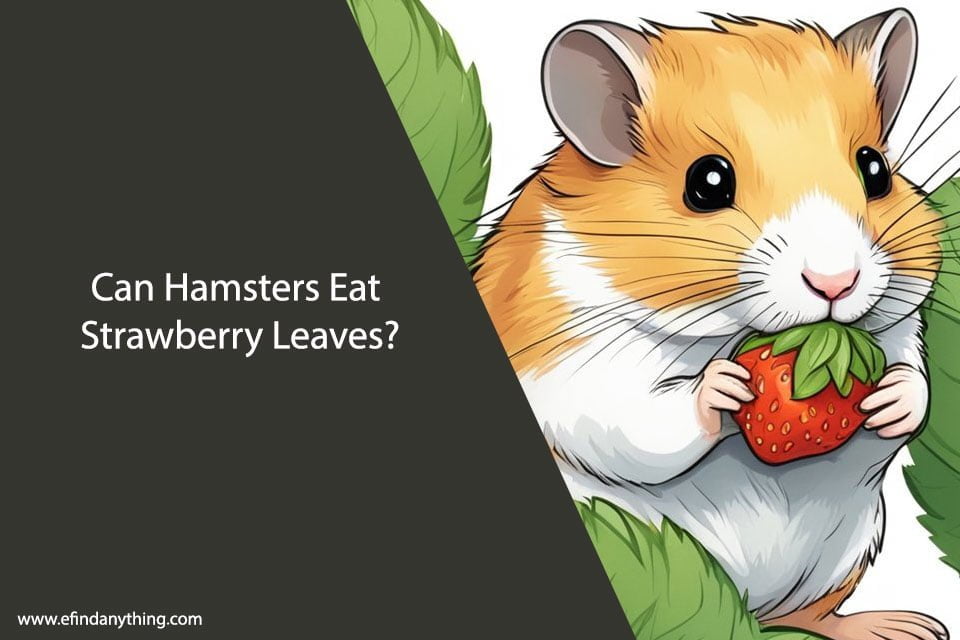 Can Hamsters Eat Strawberry Leaves? A Comprehensive Guide