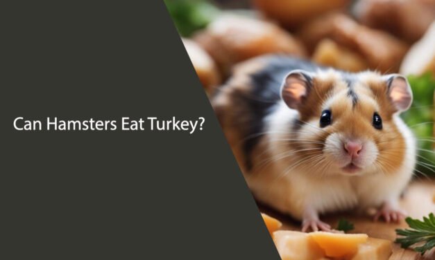 Can Hamsters Eat Turkey?