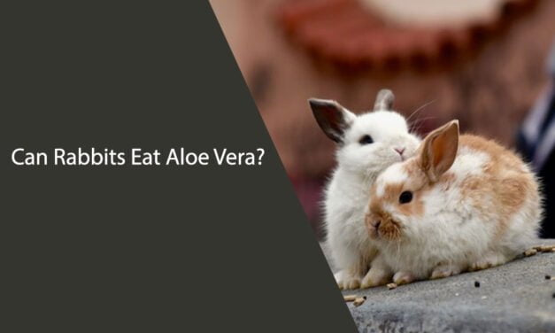 Can Rabbits Eat Aloe Vera?