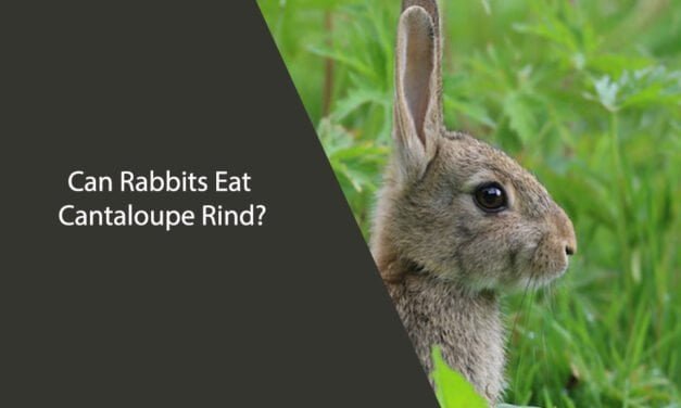 Can Rabbits Eat Cantaloupe Rind? A Comprehensive Guide