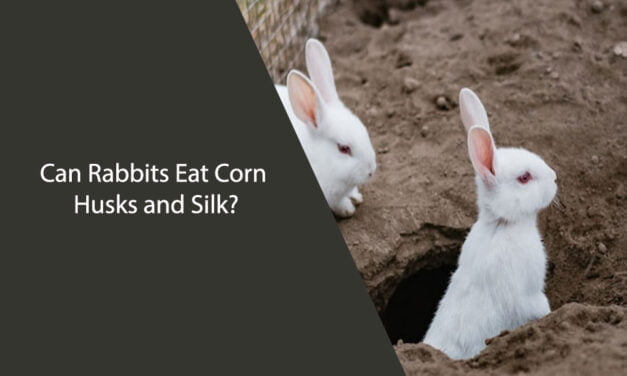 Can Rabbits Eat Corn Husks and Silk?