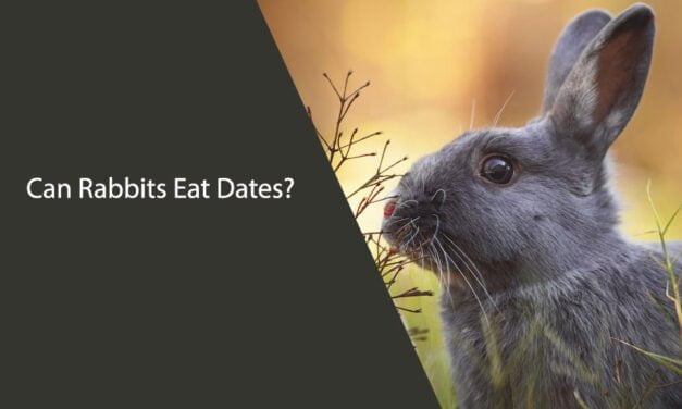 Can Rabbits Eat Dates?