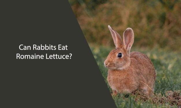 Can Rabbits Eat Romaine Lettuce