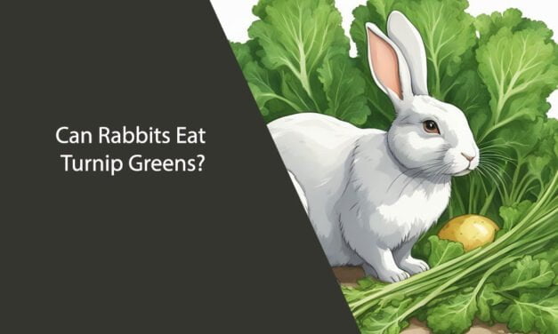 Can Rabbits Eat Turnip Greens?