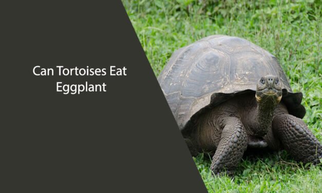 Can Tortoises Eat Eggplant