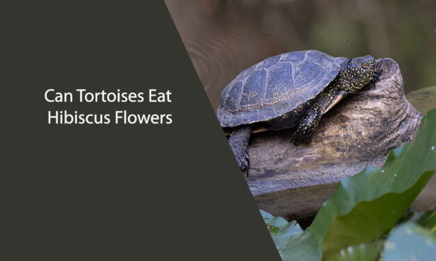 Can Tortoises Eat Hibiscus Flowers