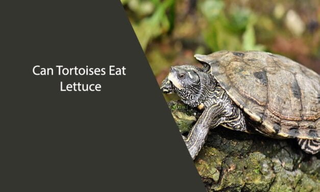 Can Tortoises Eat Lettuce