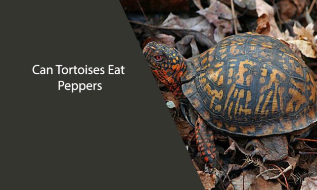 Can Tortoises Eat Peppers