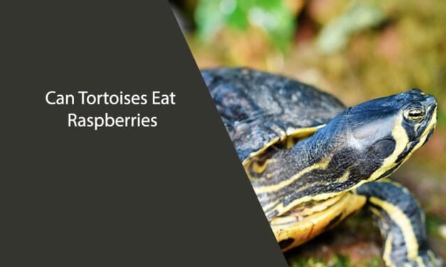 Can Tortoises Eat Raspberries