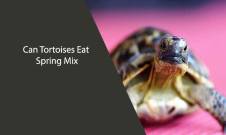 Can Tortoises Eat Spring Mix