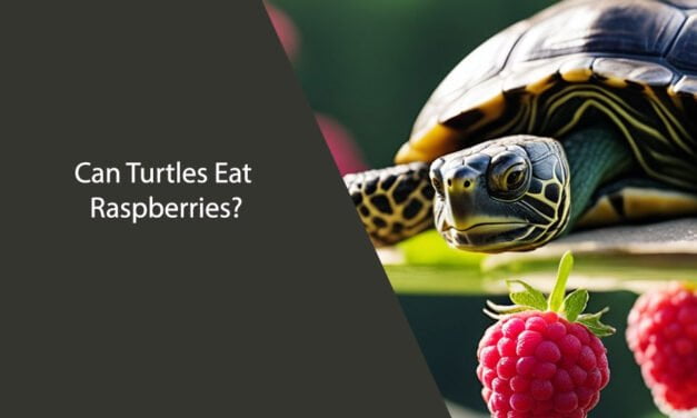 Can Turtles Eat Raspberries? A Comprehensive Analysis