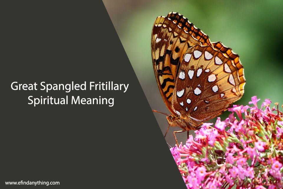 Great Spangled Fritillary Spiritual Meaning