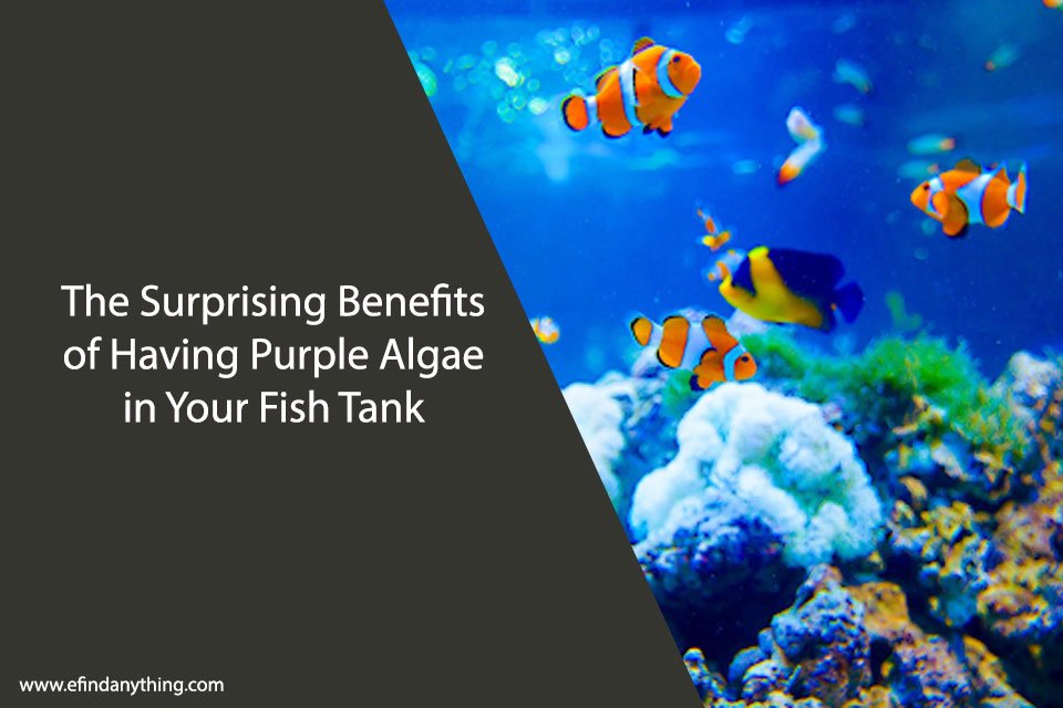 The Surprising Benefits of Having Purple Algae in Your Fish Tank