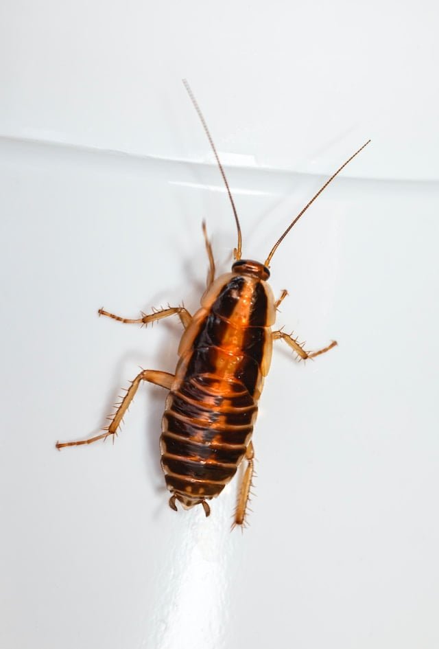 The Hidden Dangers of Cockroach Feces: How They Can Contaminate Your Food and Water