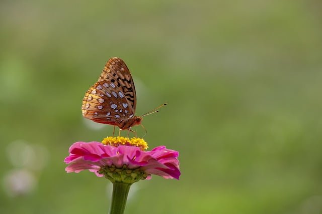 Great Spangled Fritillary Spiritual Meaning