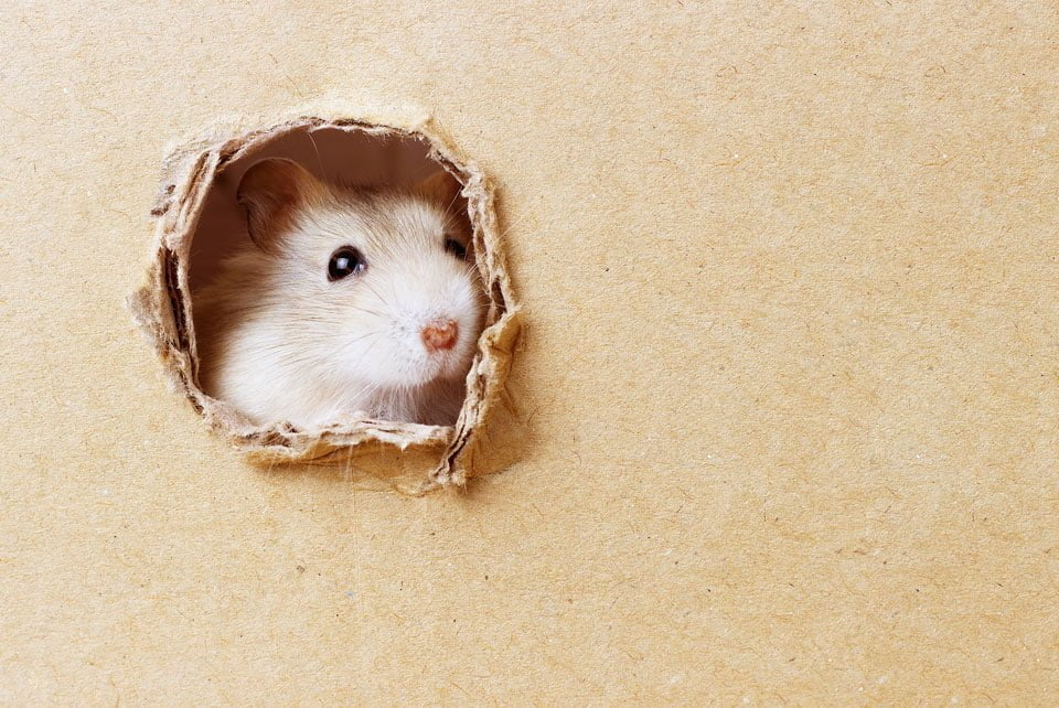 Can Hamsters Eat Cardboard