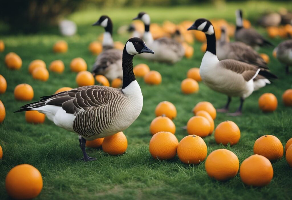 Can Geese Eat Oranges