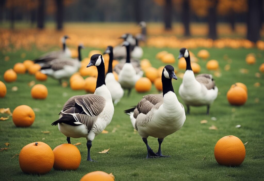 Can Geese Eat Oranges