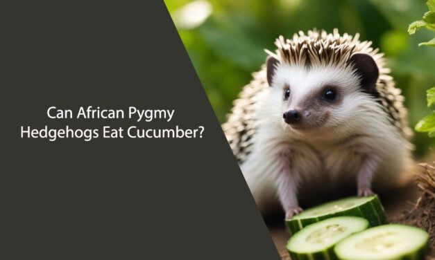 Can African Pygmy Hedgehogs Eat Cucumber?