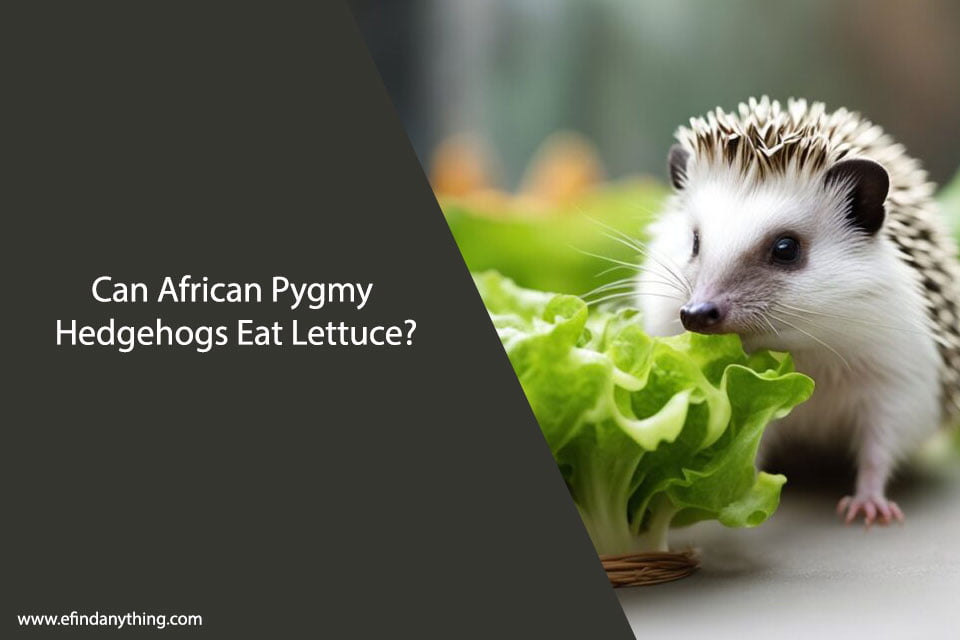 Can African Pygmy Hedgehogs Eat Lettuce?