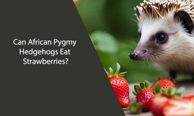 Can African Pygmy Hedgehogs Eat Strawberries?