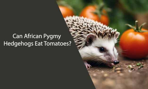 Can African Pygmy Hedgehogs Eat Tomatoes?