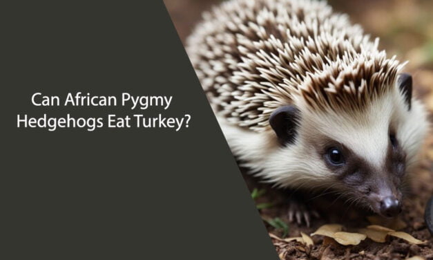 Can African Pygmy Hedgehogs Eat Turkey? A Comprehensive Guide