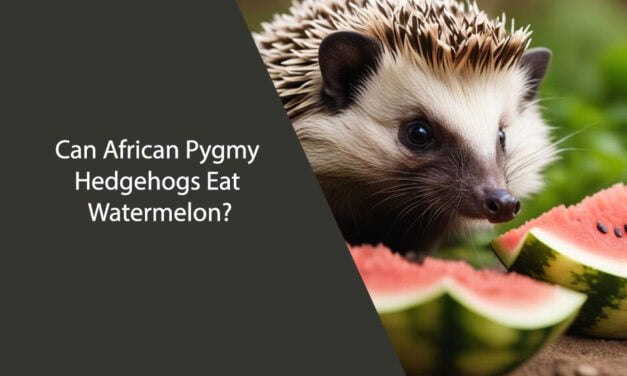 Can African Pygmy Hedgehogs Eat Watermelon?