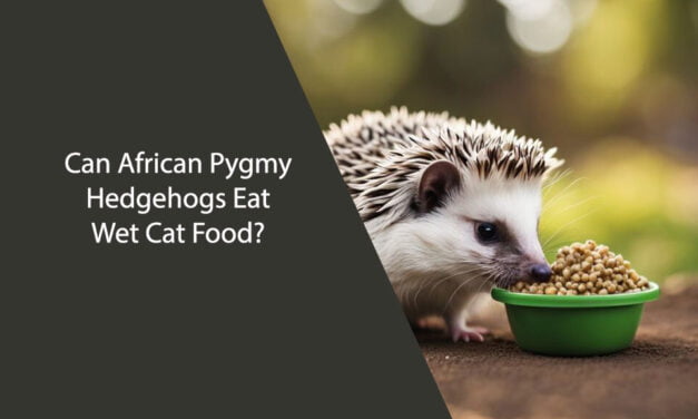 Can African Pygmy Hedgehogs Eat Wet Cat Food?